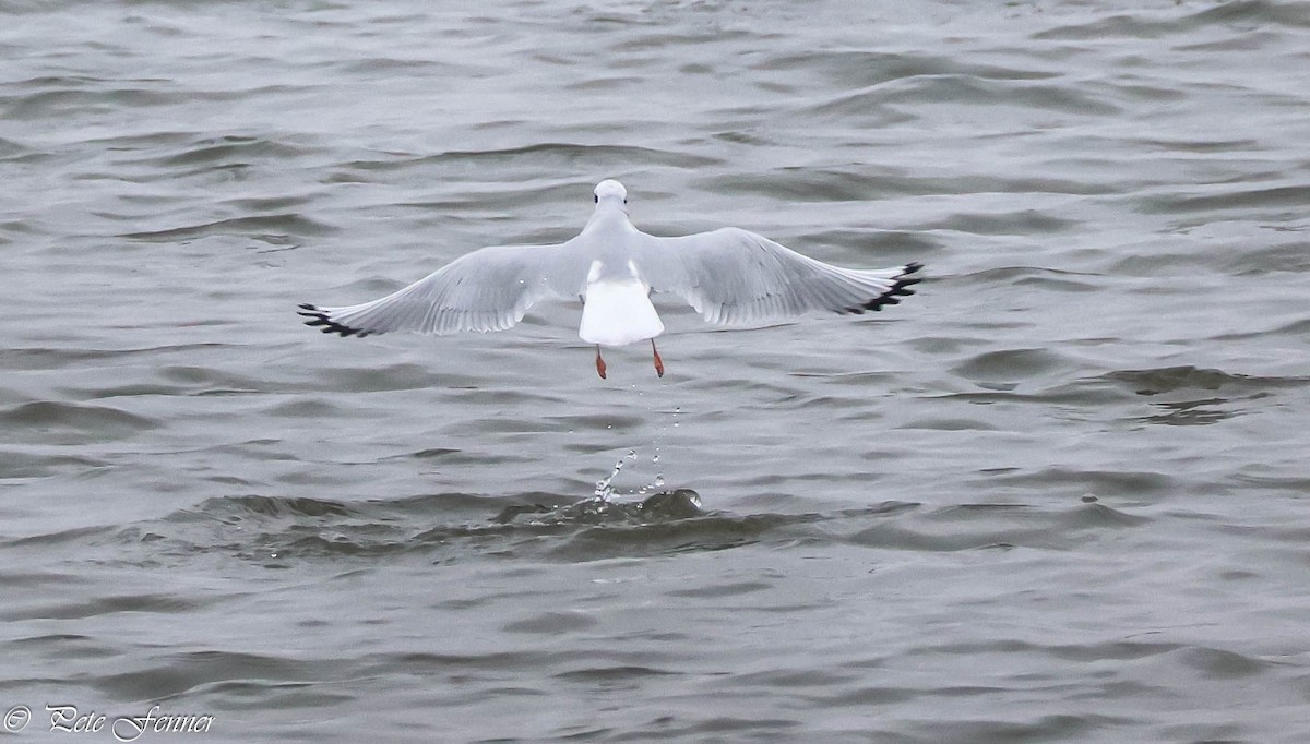 Bonaparte's Gull - ML626718917