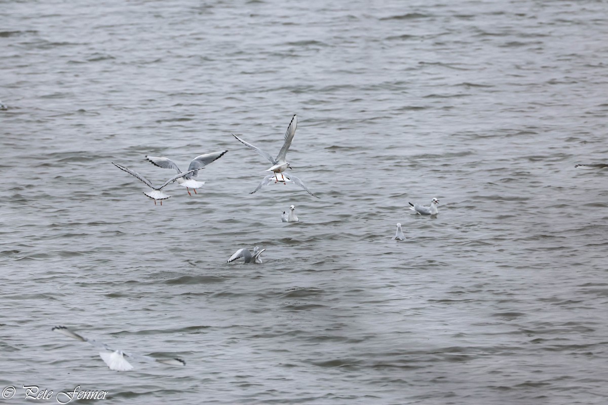 Bonaparte's Gull - ML626718918