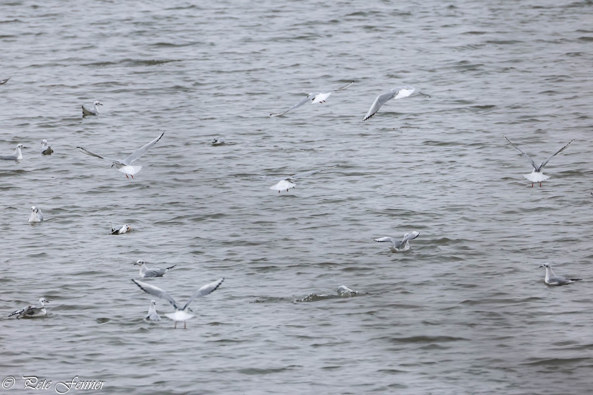 Bonaparte's Gull - ML626718919