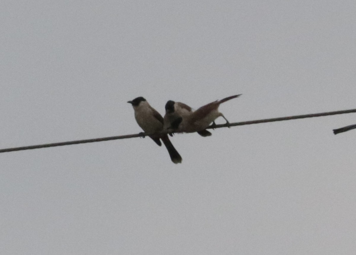 Sooty-headed Bulbul - ML626719258