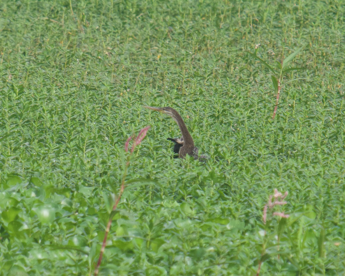 Oriental Darter - ML626719268