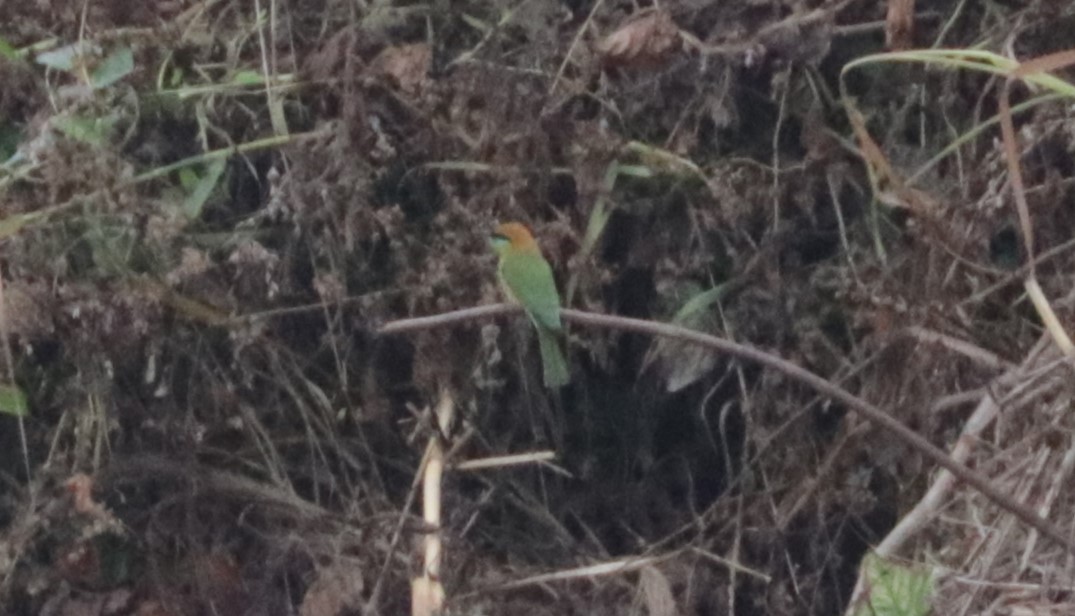 Asian Green Bee-eater - ML626719280