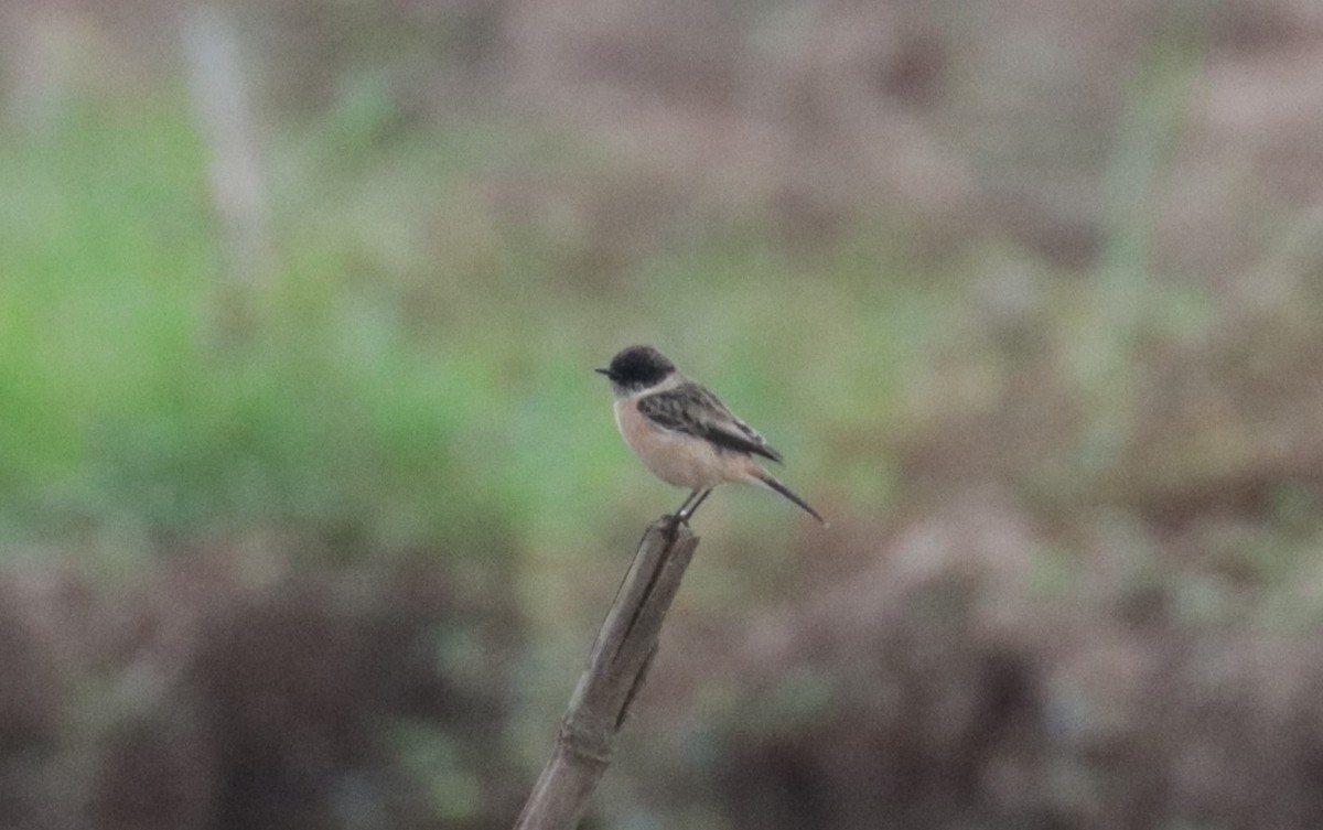 Amur Stonechat - ML626719287