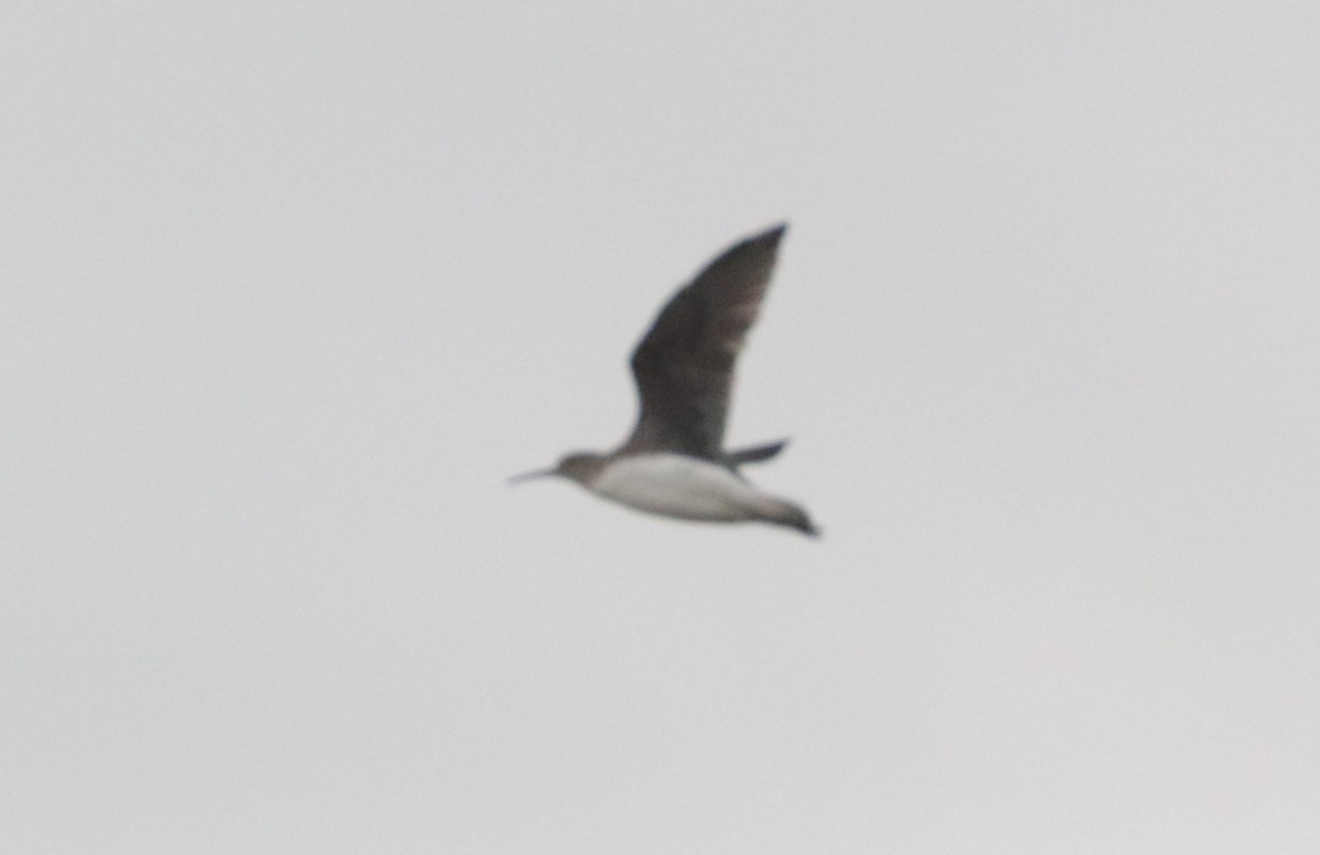 Green Sandpiper - ML626719300