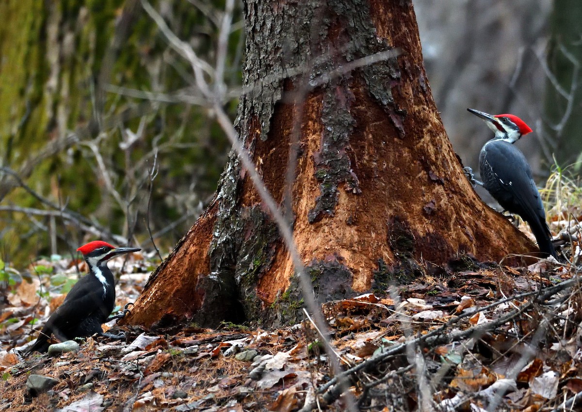 Pileated Woodpecker - ML626719308