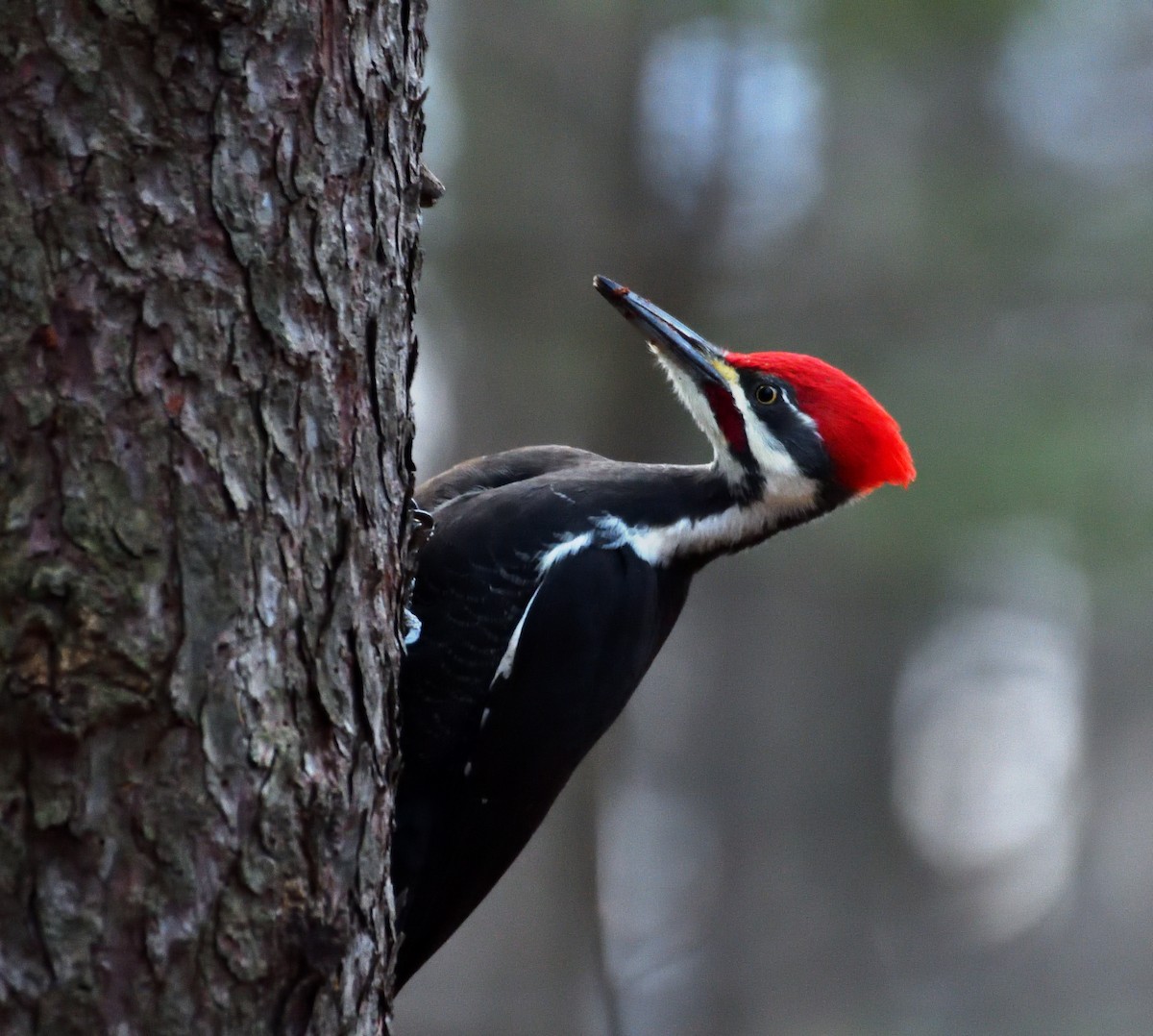 Pileated Woodpecker - ML626719309