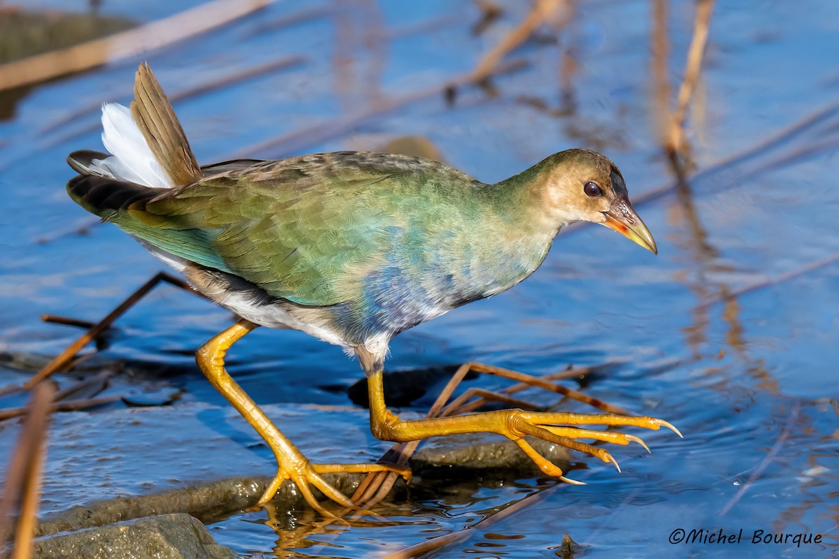 Purple Gallinule - ML626719310