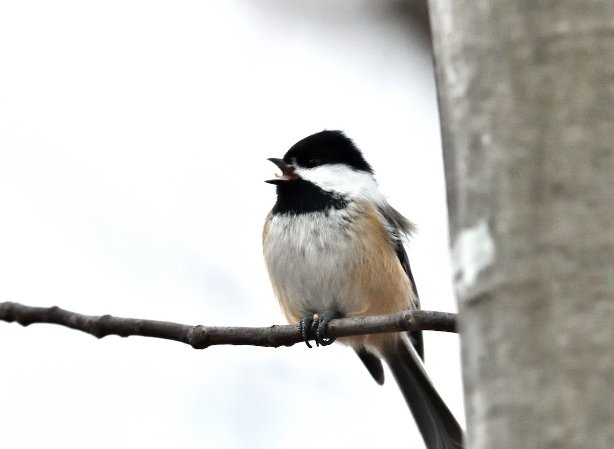 Black-capped Chickadee - ML626719315