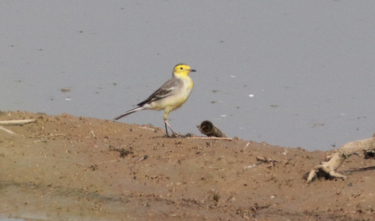 Citrine Wagtail - ML626719318