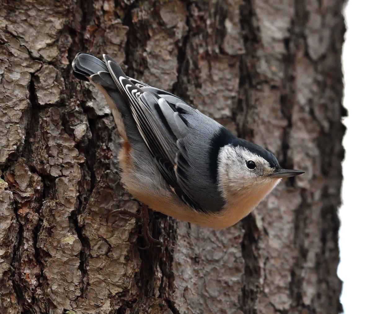 White-breasted Nuthatch - ML626719320