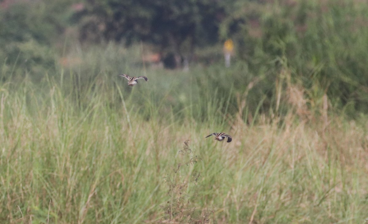 Common Snipe - ML626719321