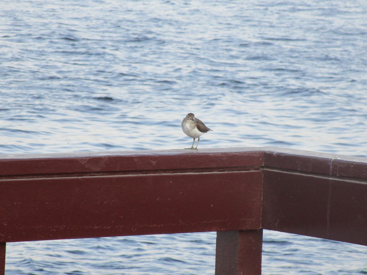 Common Sandpiper - ML626719361