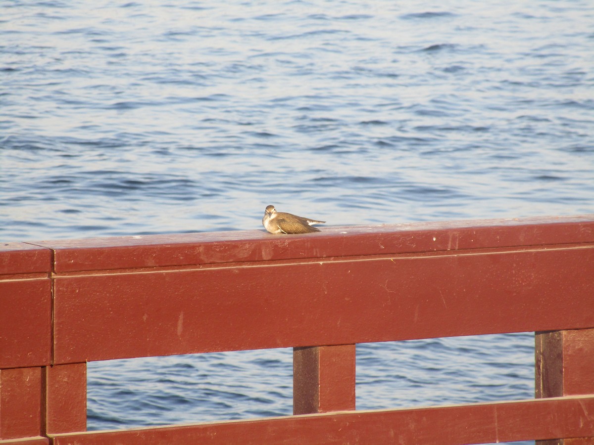 Common Sandpiper - ML626719362