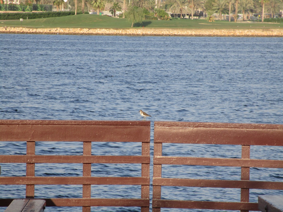 Common Sandpiper - ML626719363