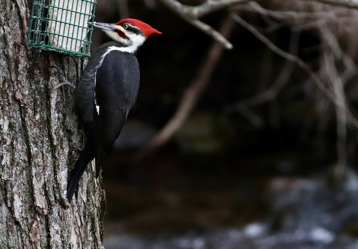 Pileated Woodpecker - ML626719402