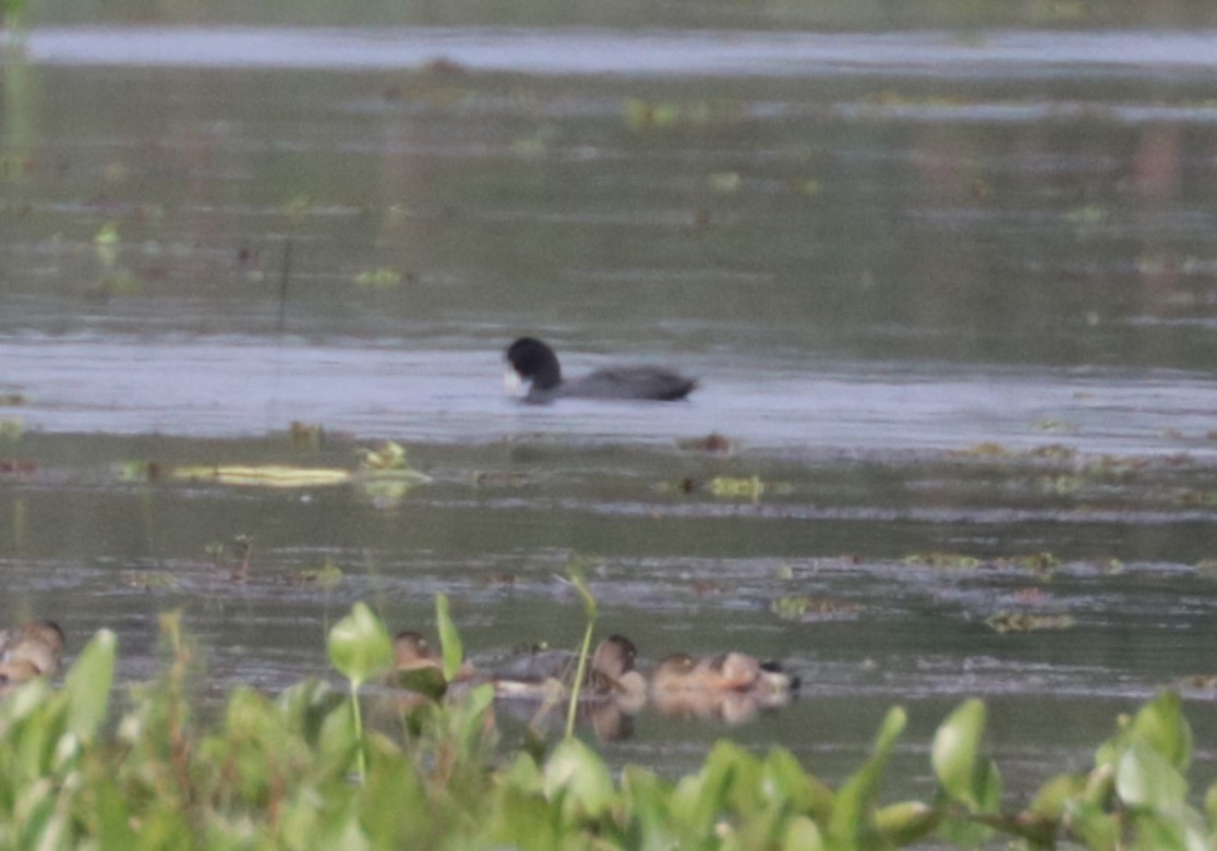 Eurasian Coot - ML626719404