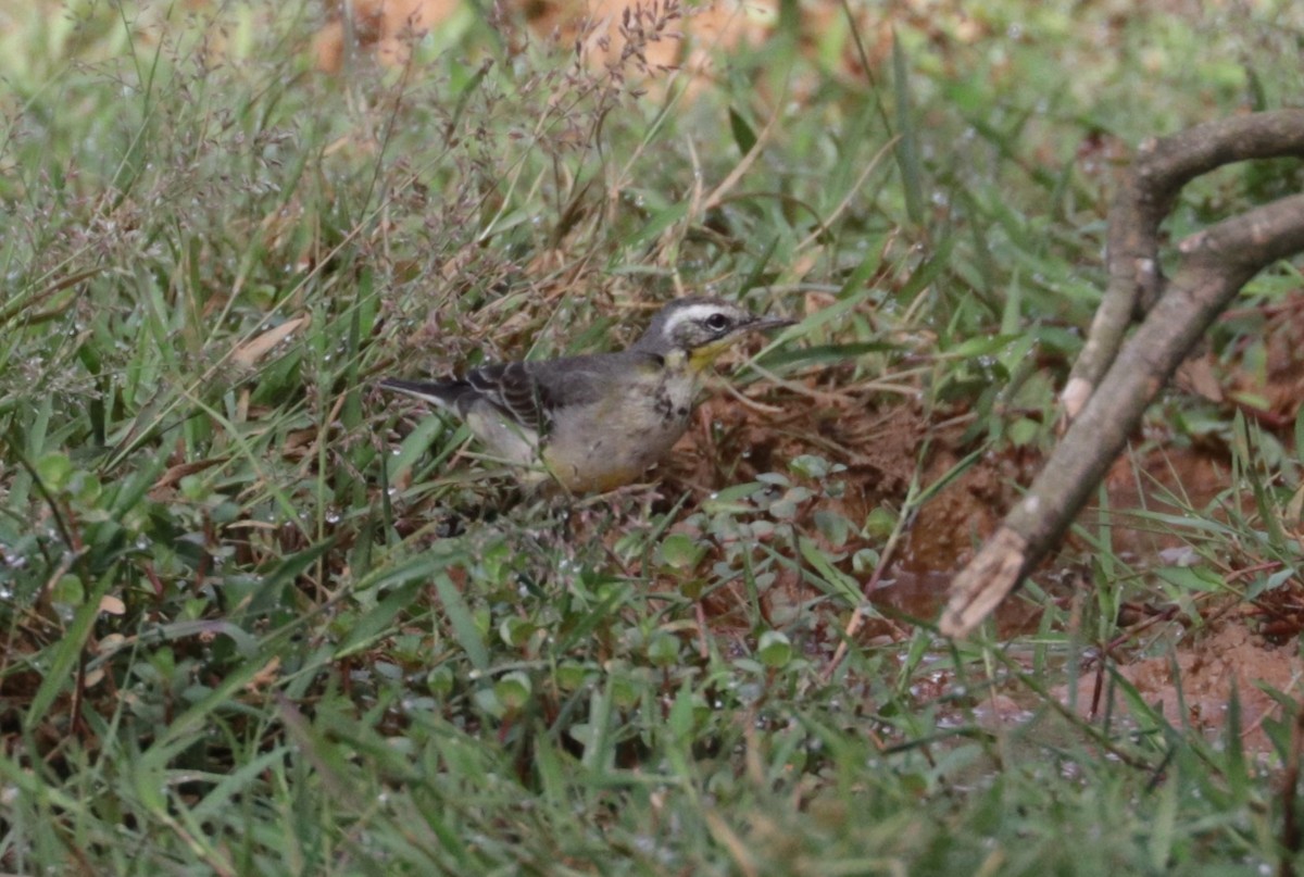 Eastern Yellow Wagtail - ML626719432