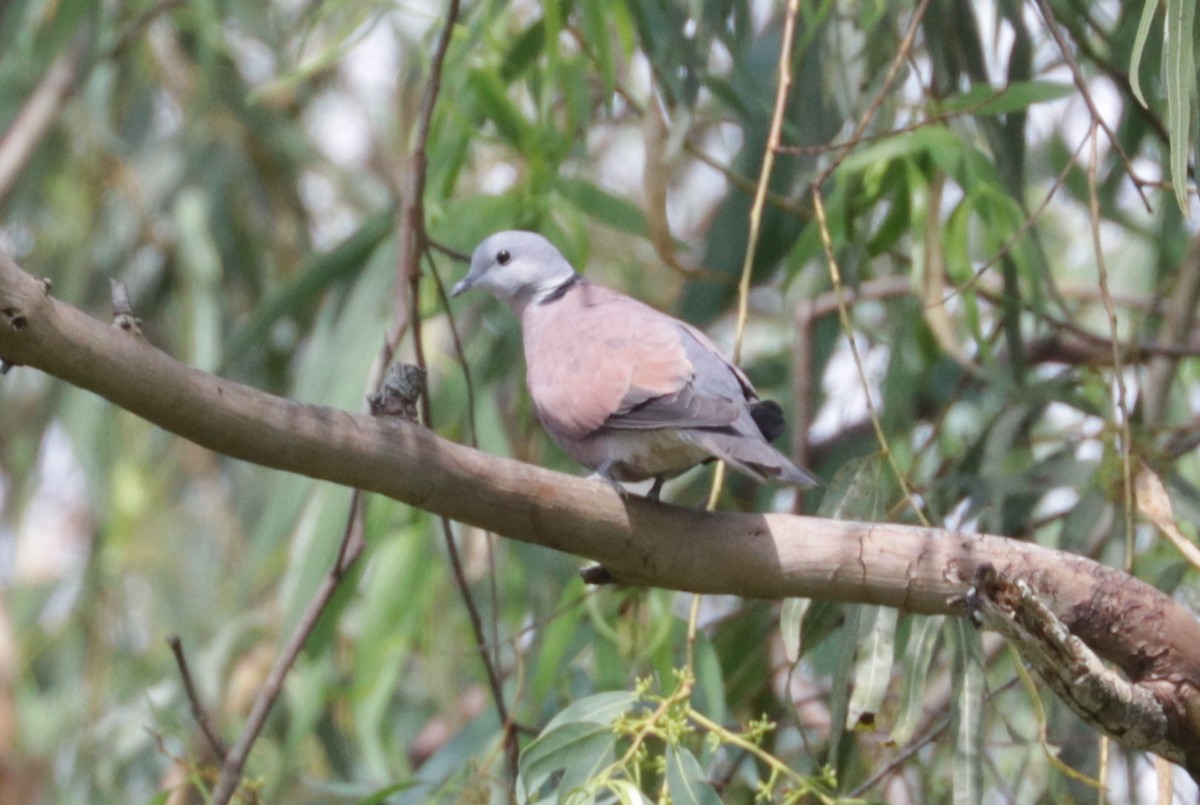 Red Collared-Dove - ML626719444