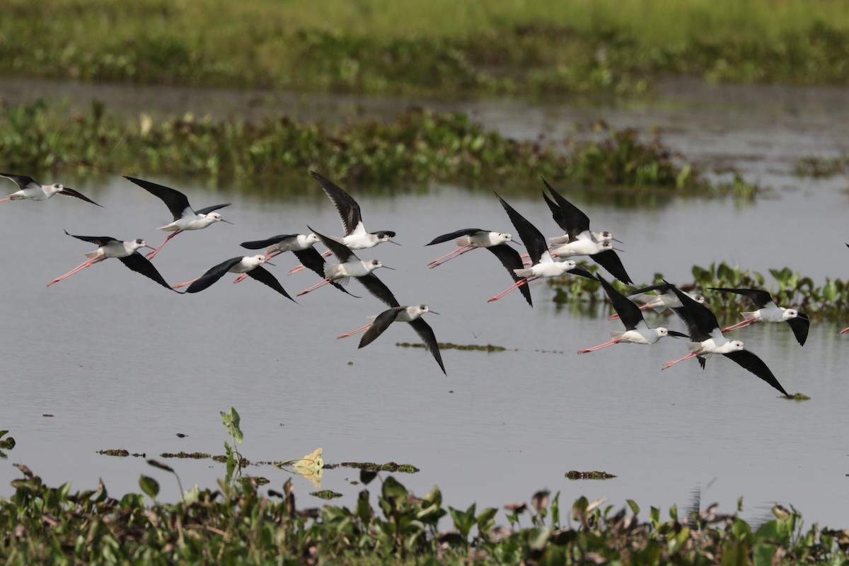 Black-winged Stilt - ML626719452