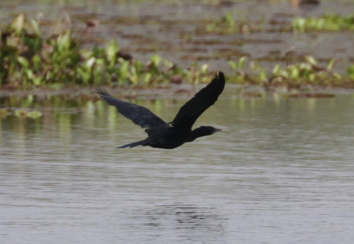 Little Cormorant - ML626719465