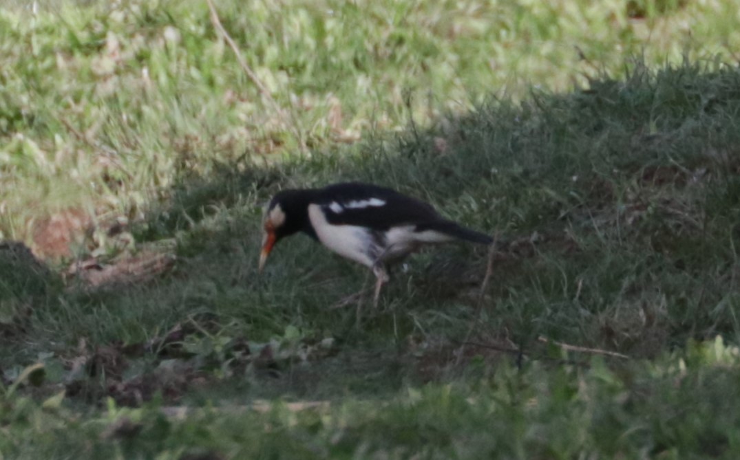 Siamese Pied Starling - ML626719470