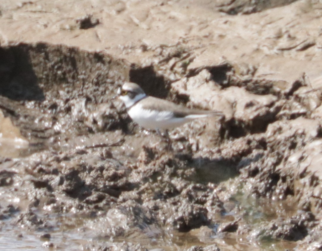 Little Ringed Plover - ML626719483