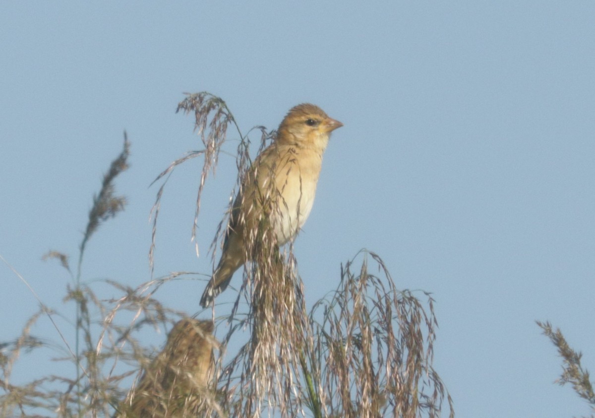 Baya Weaver - ML626719499