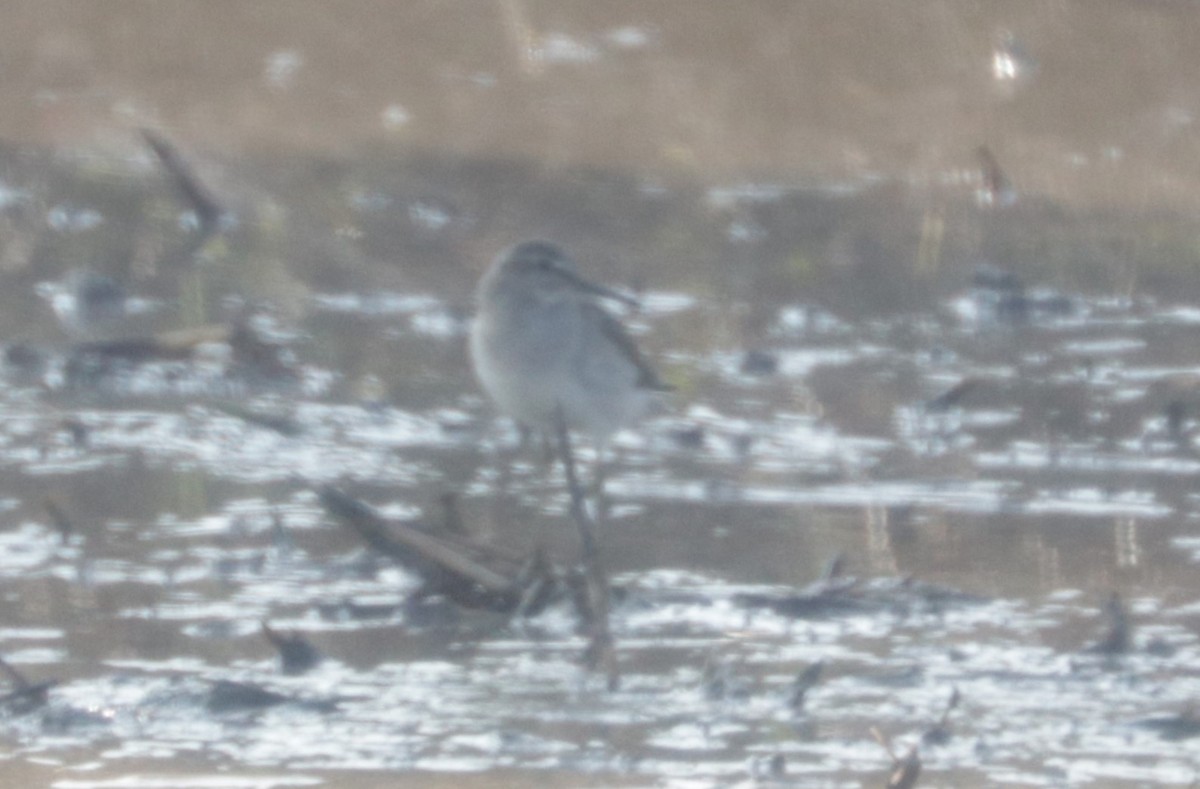 Wood Sandpiper - ML626719517