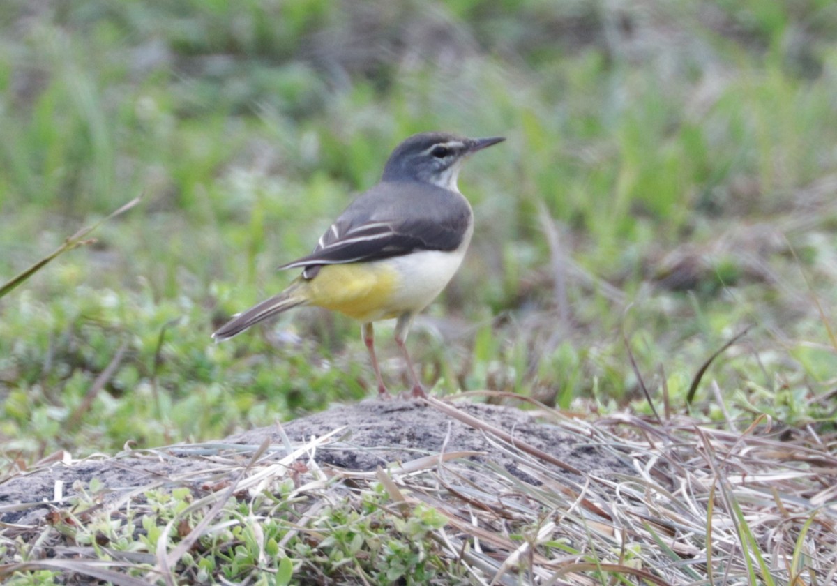 Gray Wagtail - ML626719539