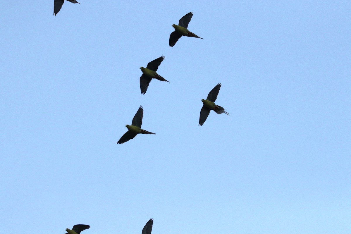 Pin-tailed Green-Pigeon - ML626719546