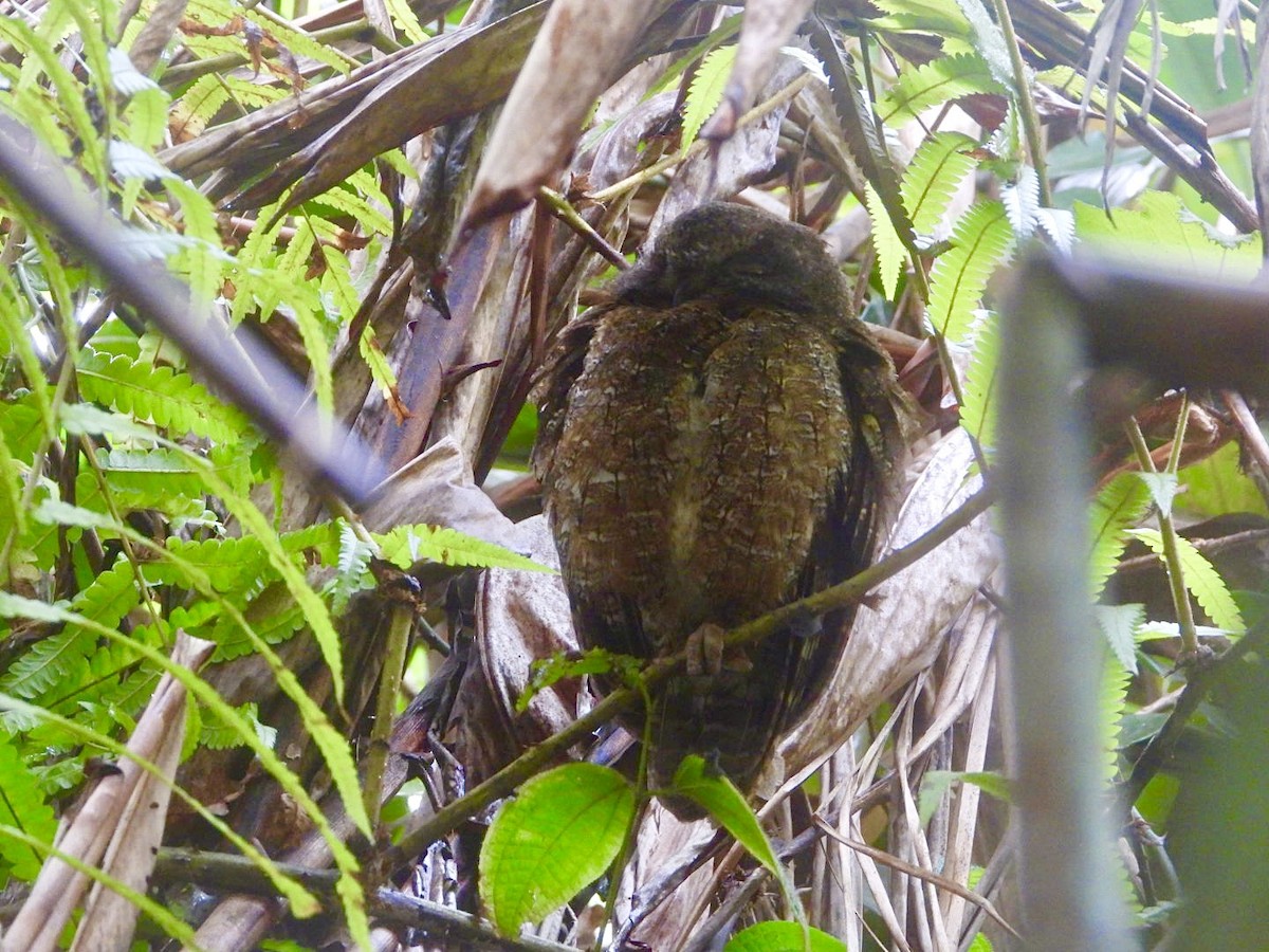 Madagascar Scops-Owl (Rainforest) - ML626719560