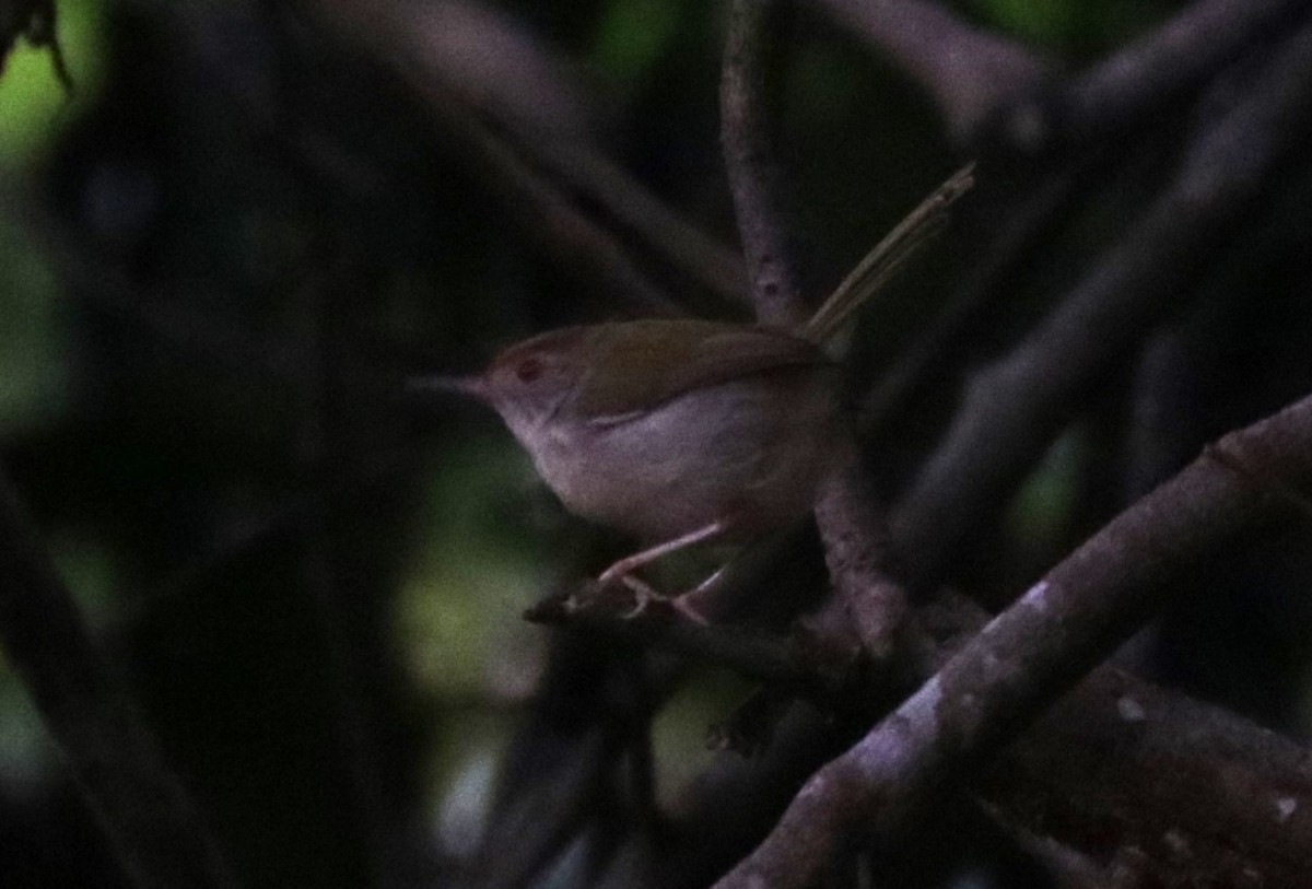 Common Tailorbird - ML626719564