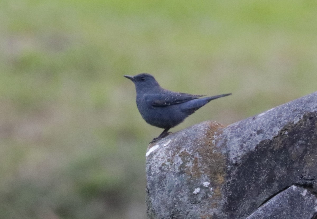 Blue Rock-Thrush - ML626719566