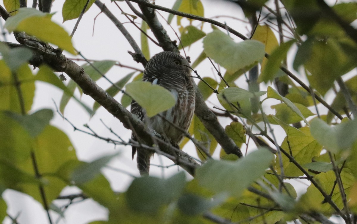 Asian Barred Owlet - ML626719581