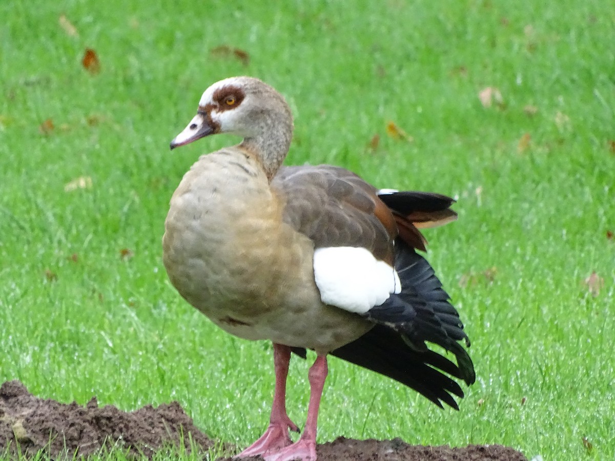 Egyptian Goose - ML626719841