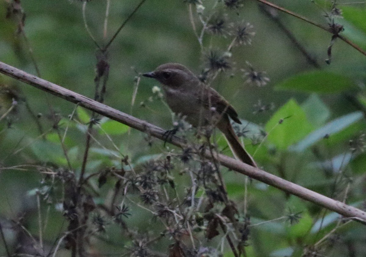 Gray Bushchat - ML626719966