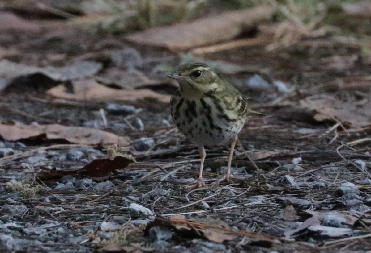 Olive-backed Pipit - ML626719978