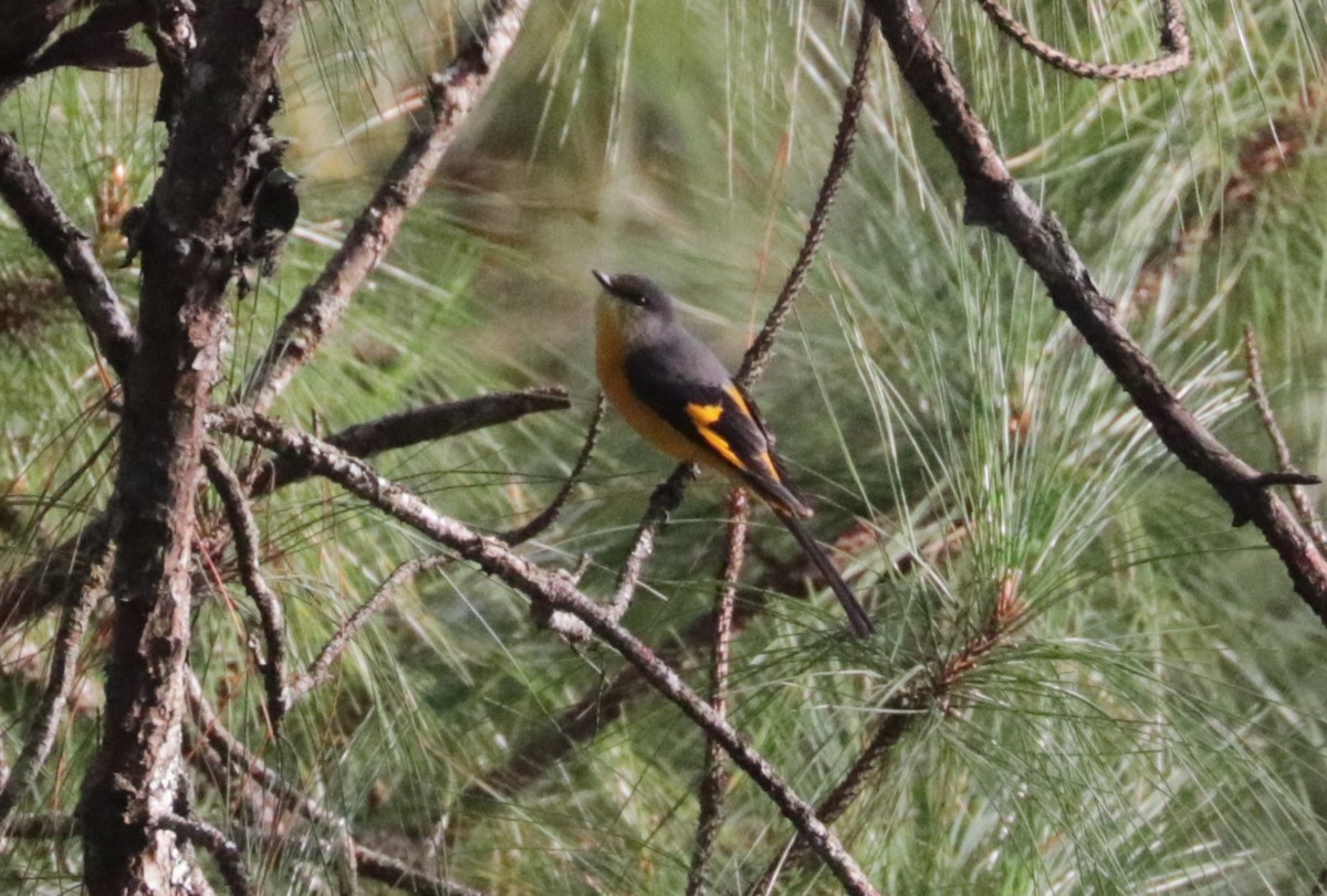 Long-tailed Minivet - ML626720034