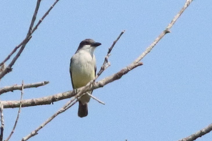 Thick-billed Kingbird - ML626720147