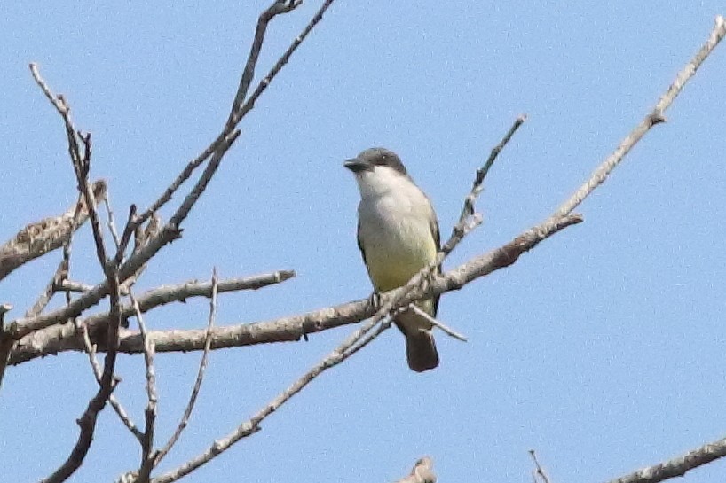 Thick-billed Kingbird - ML626720148