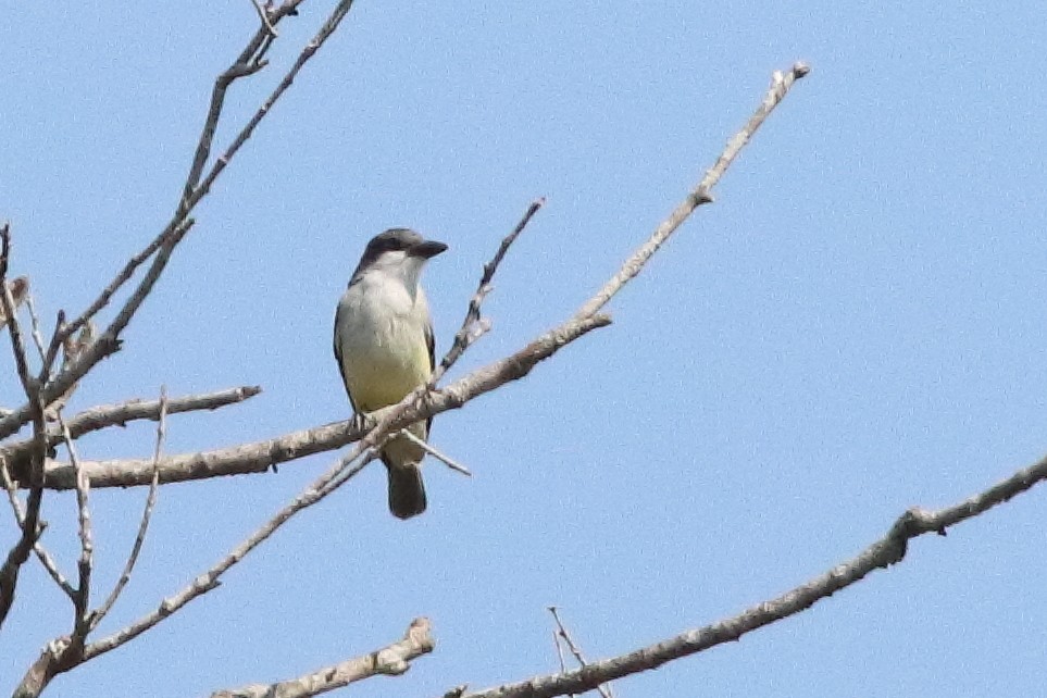 Thick-billed Kingbird - ML626720149