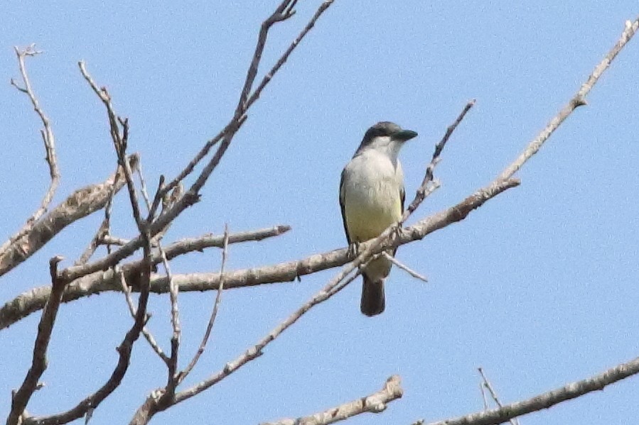 Thick-billed Kingbird - ML626720150