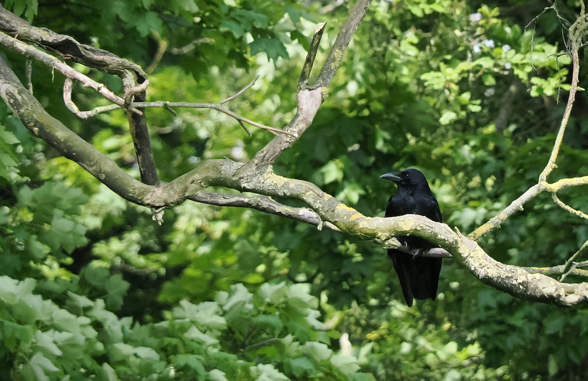 Carrion Crow - ML626720159