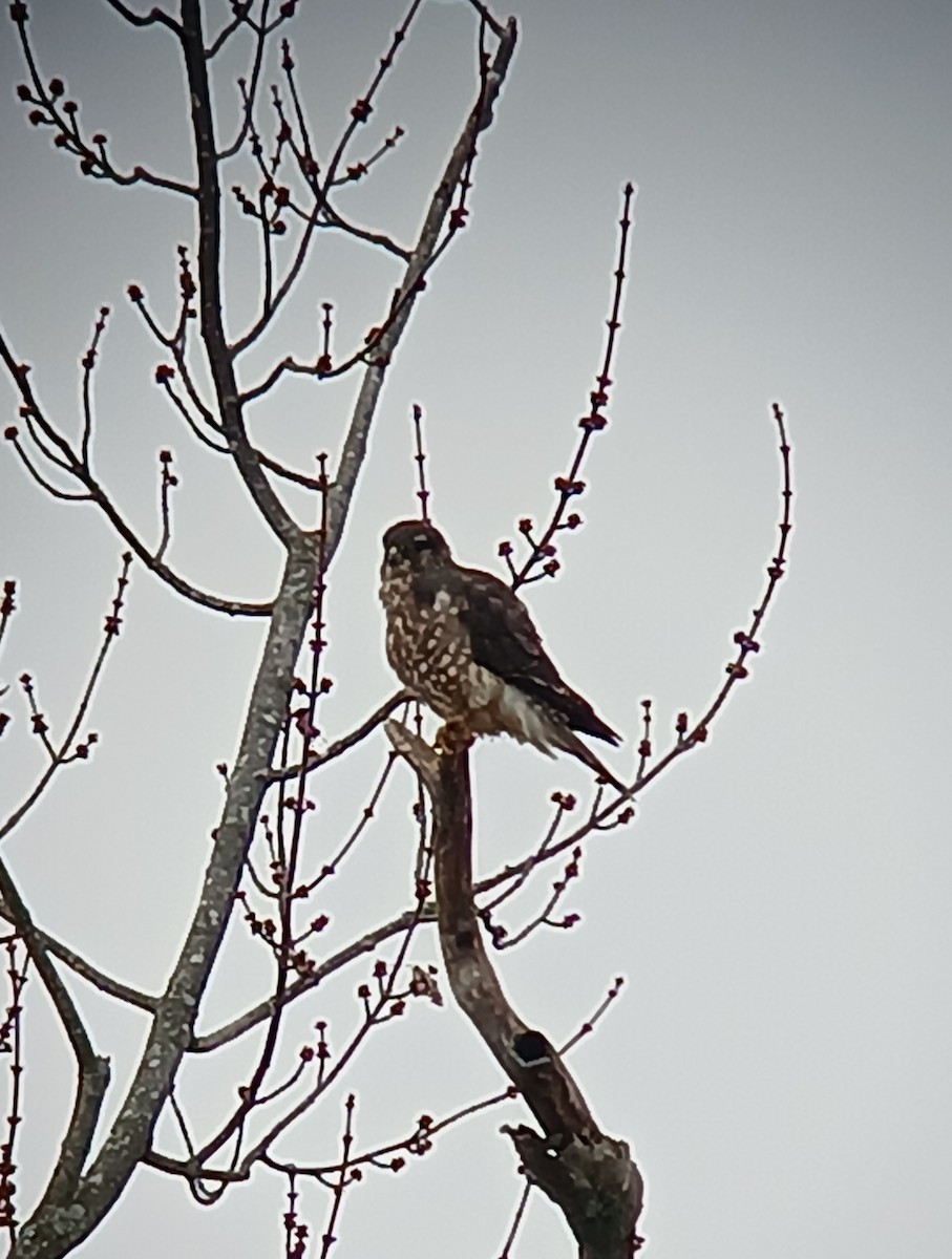 Merlin - ML626720193