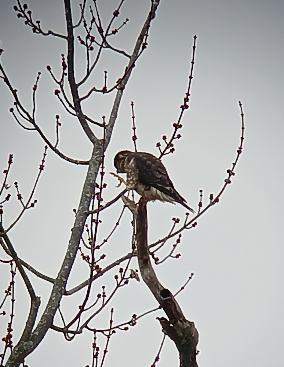 Merlin - ML626720209