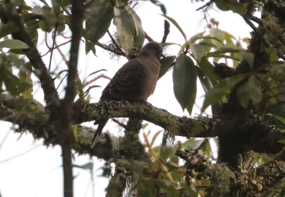 Oriental Turtle-Dove - ML626720210