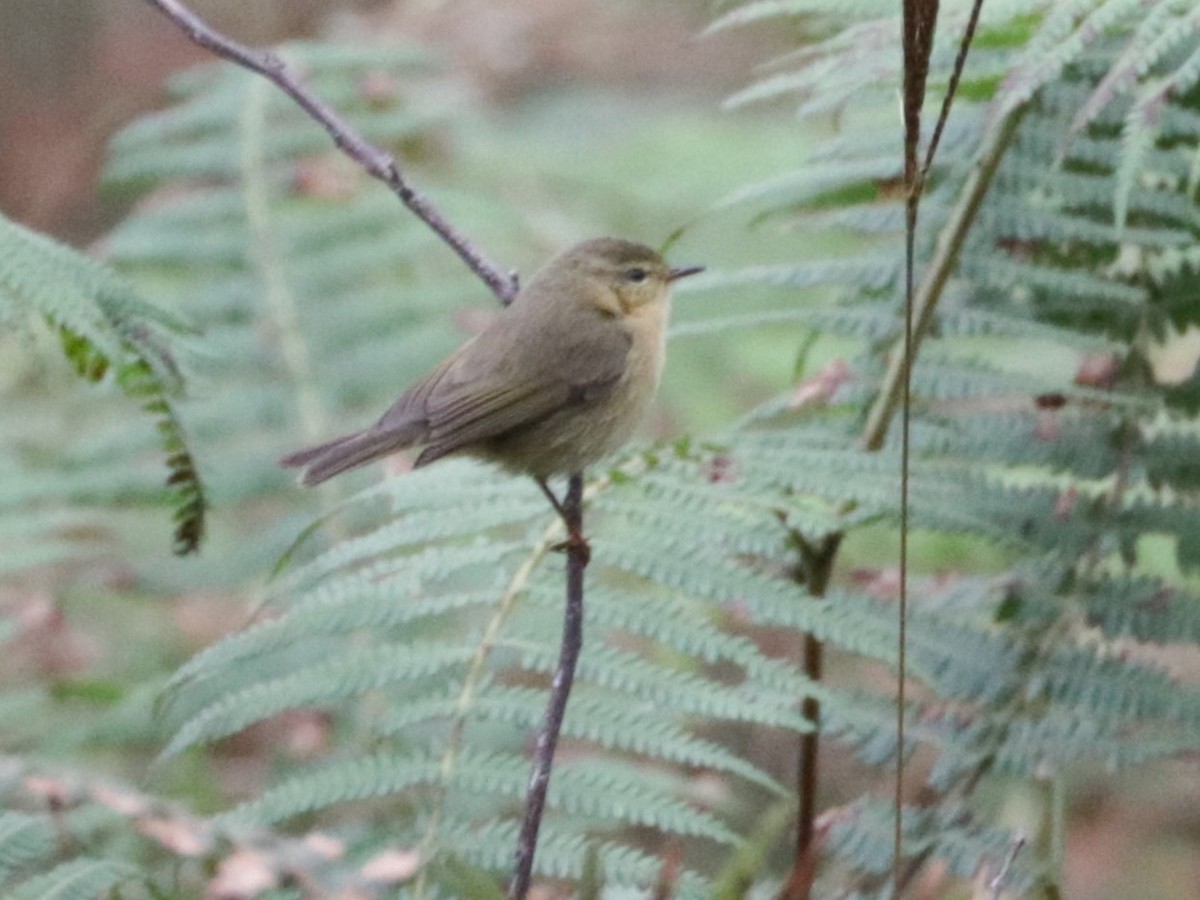 Buff-throated Warbler - ML626720217