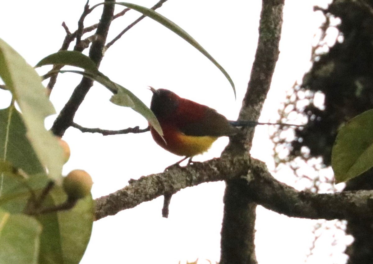 Mrs. Gould's Sunbird (Scarlet-breasted) - ML626720224