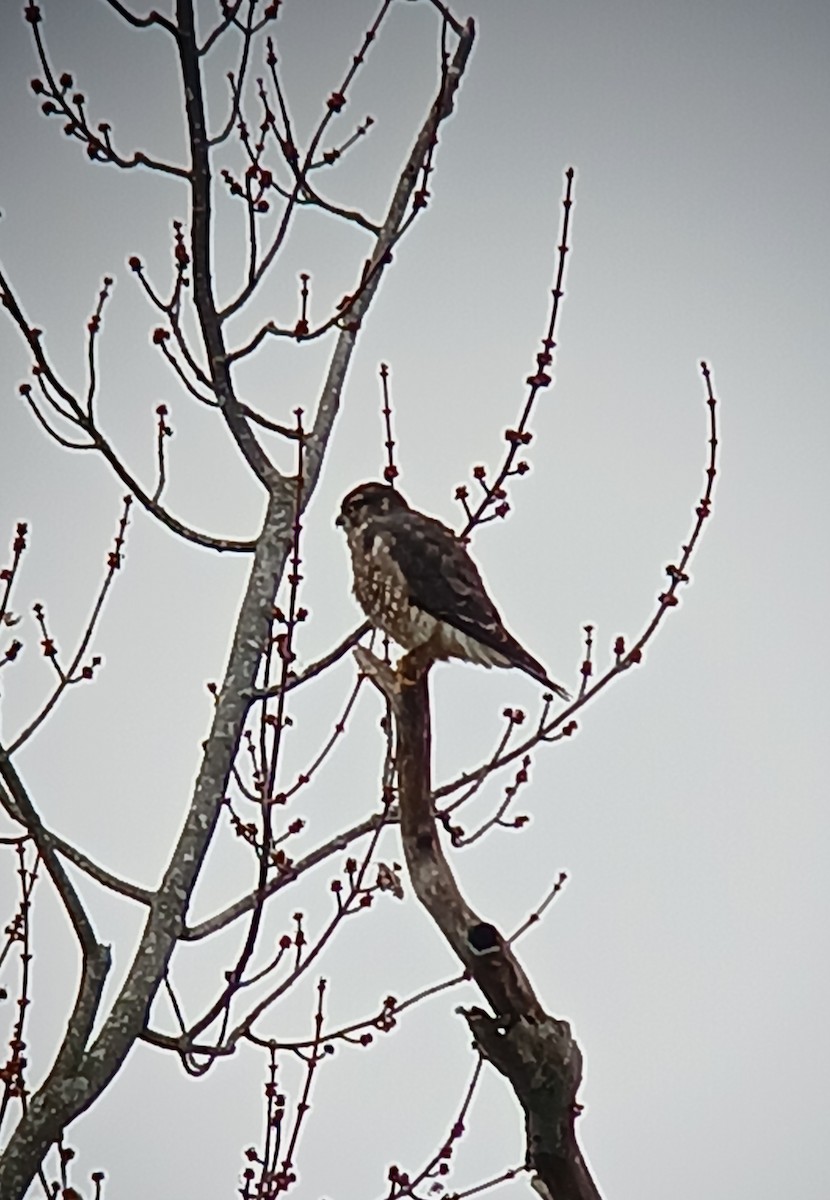 Merlin - ML626720230