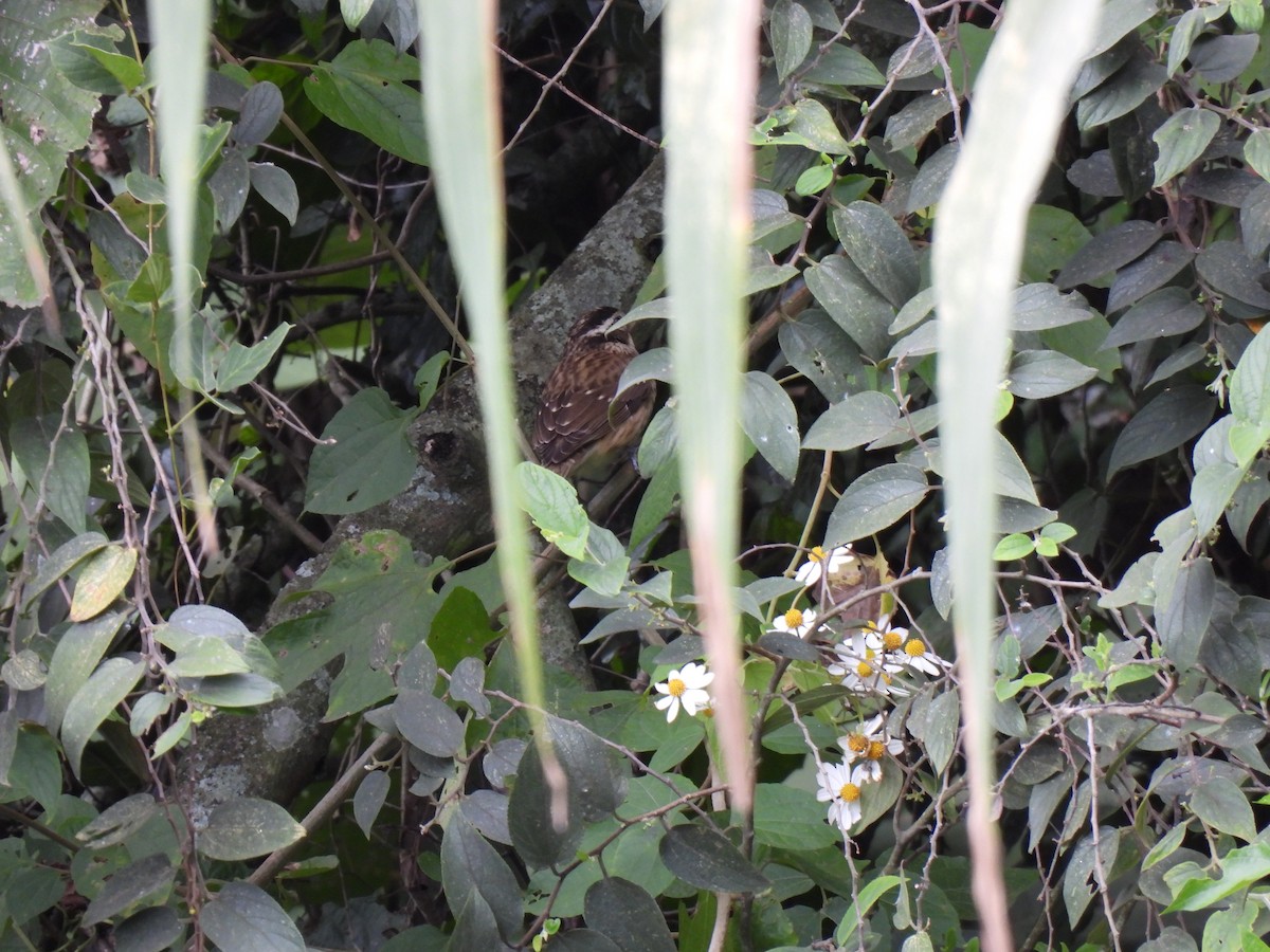 Rose-breasted Grosbeak - ML626720387